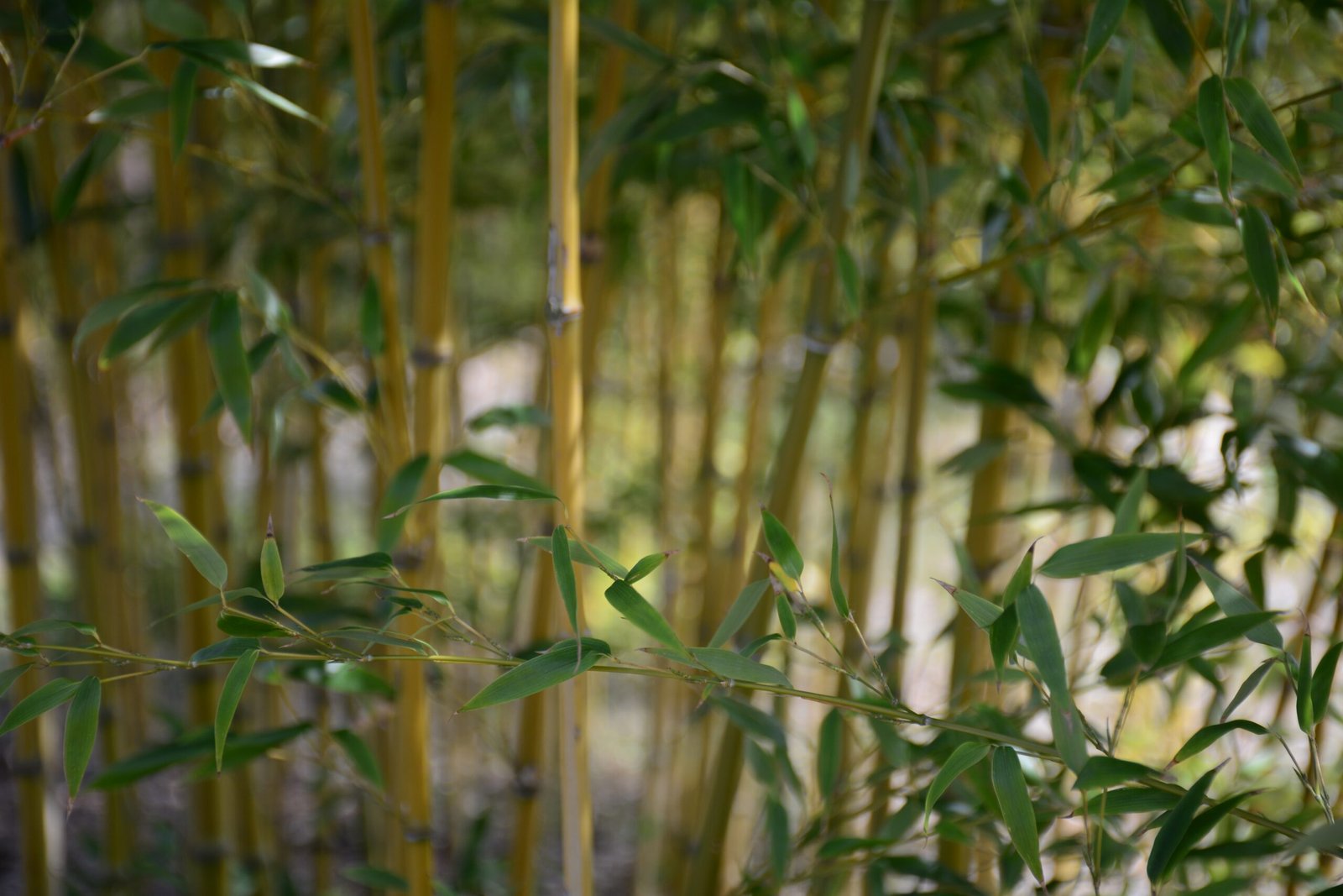 Bamboo, Bamboo uses and benefits, Bamboo sustainability