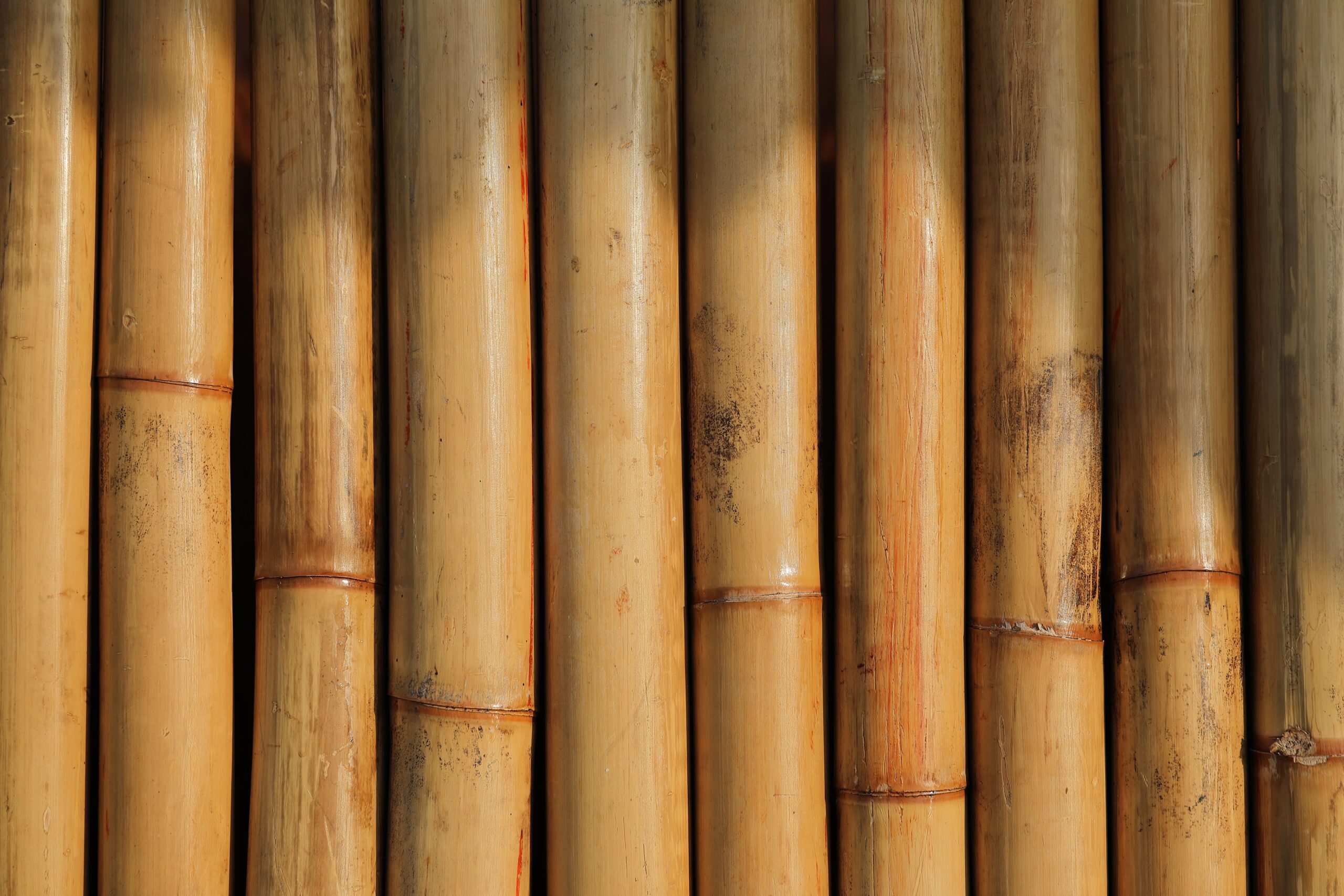 How Can Bamboo Help Keep Your Home MoldFree? Eco Friendly & Bamboo